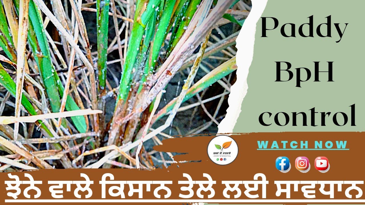 ਝੋਨੇ ਤੇ ਤੇਲੇ ਦਾ ਝਮੇਲਾ  Paddy bph control in emergencies