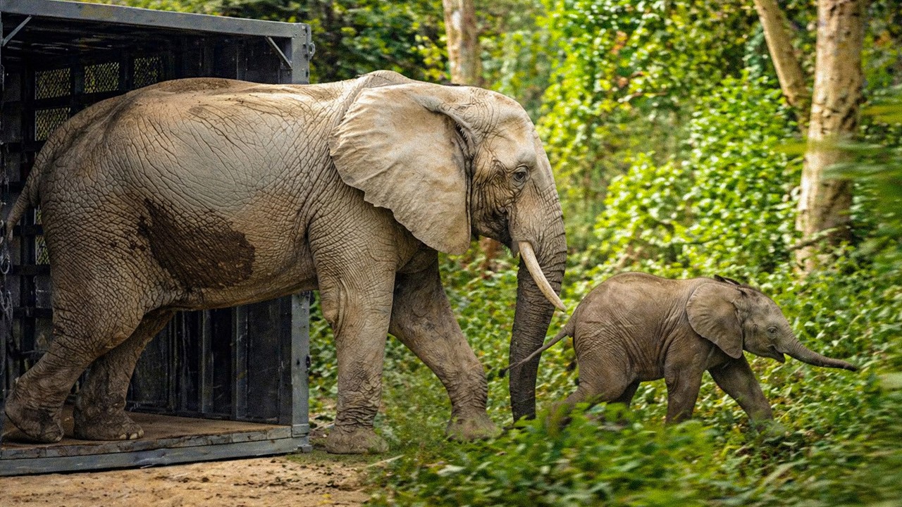 Finally, a Solution to Thailands Elephant Tourism?