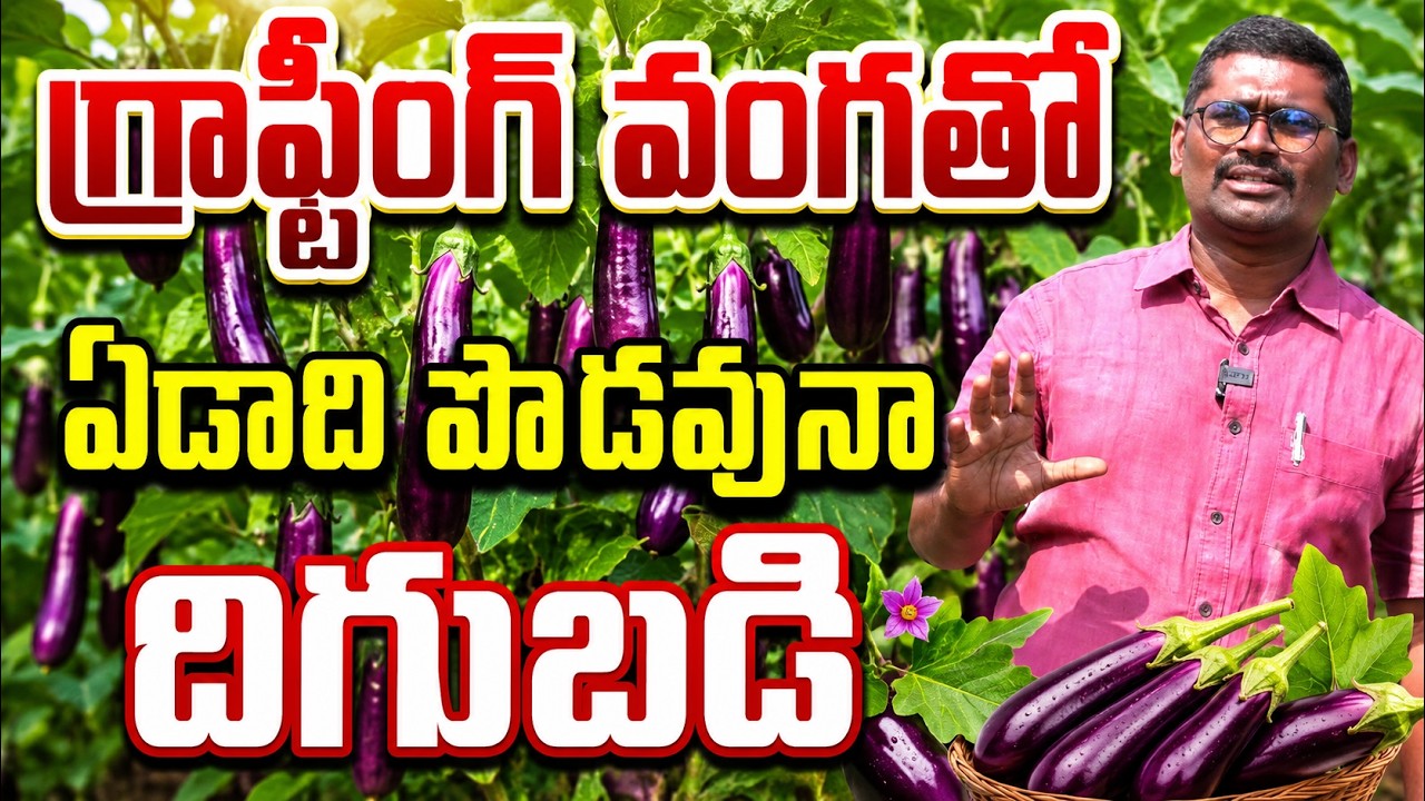 గ్రాఫ్టింగ్ వంగతో ఏడాది పొడవునా ఆదాయం | grafting eggplant | BHOOMIPUTHRA TELUGU