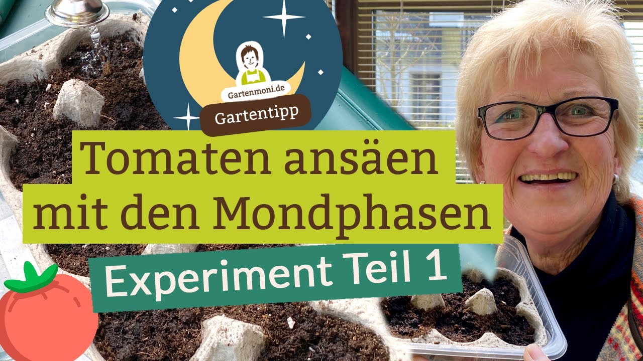 Tomaten ans&auml;en nach dem Mondkalender: Machen die Mondphasen einen Unterschied? Experiment Teil 1