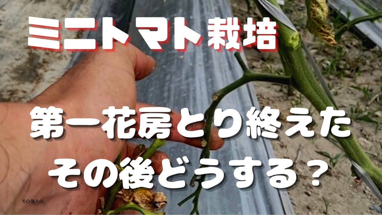 「ミニトマト栽培初心者必見」長く楽しむために【第一花房収穫後の管理作業】