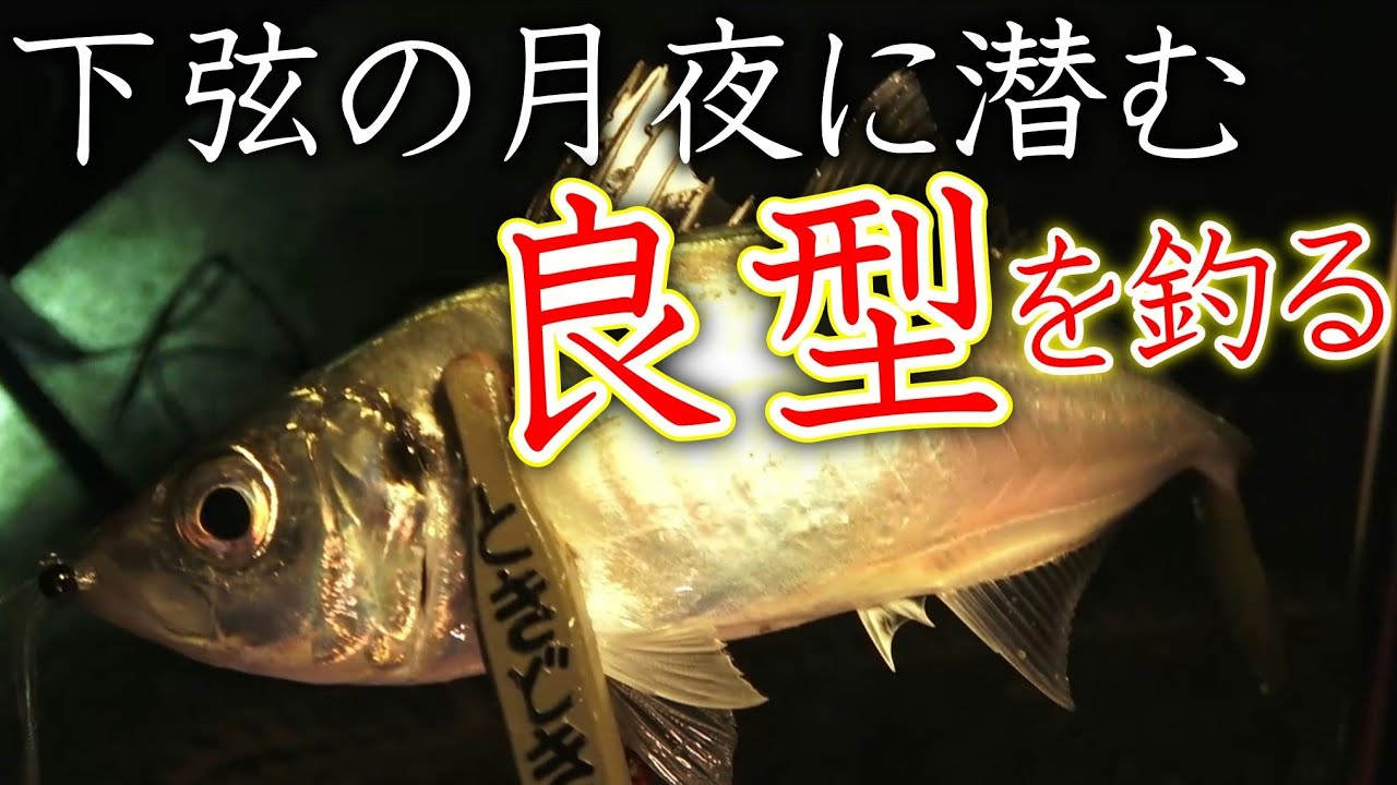 【アジング】下弦の月夜に潜む良型アジを狙う