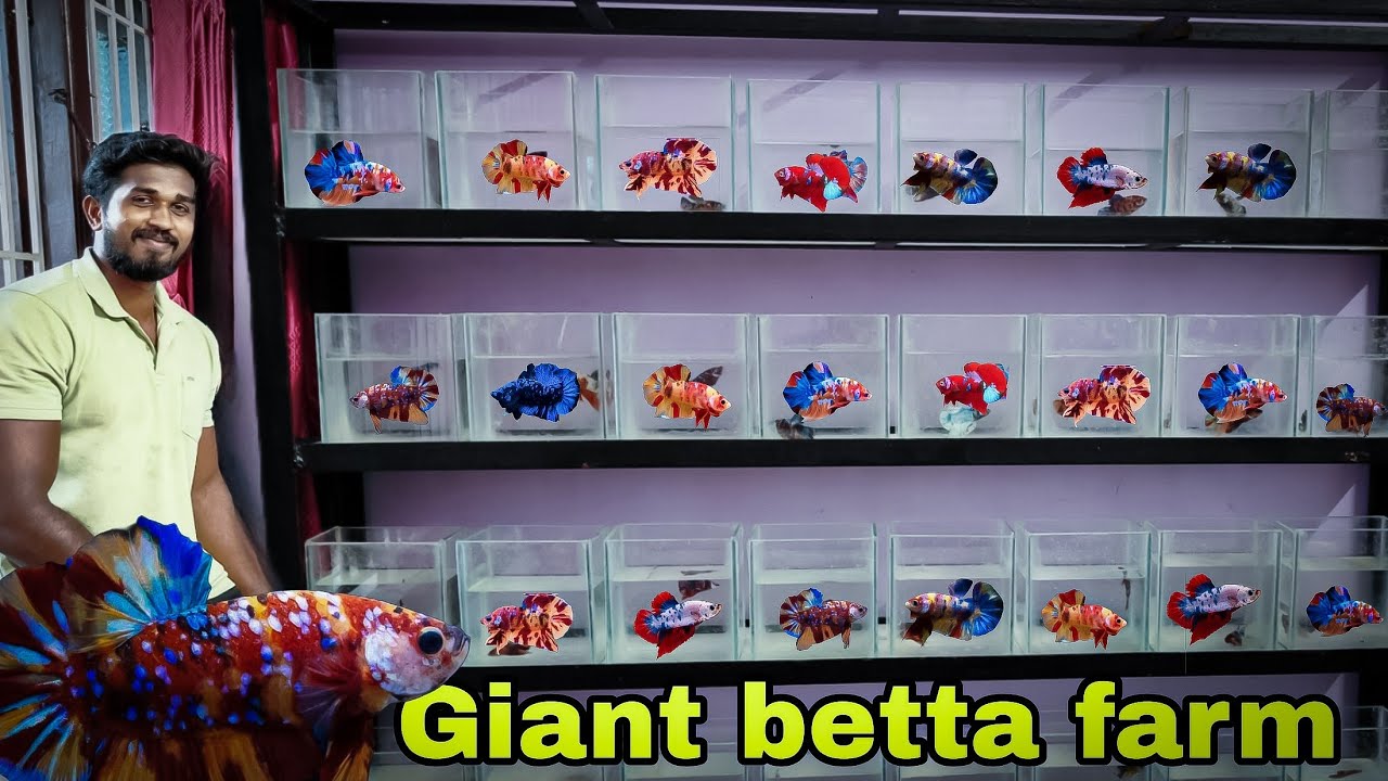 800+ Exotic bettas in one place | Rebel pets |Thiruchendur | தமிழ்