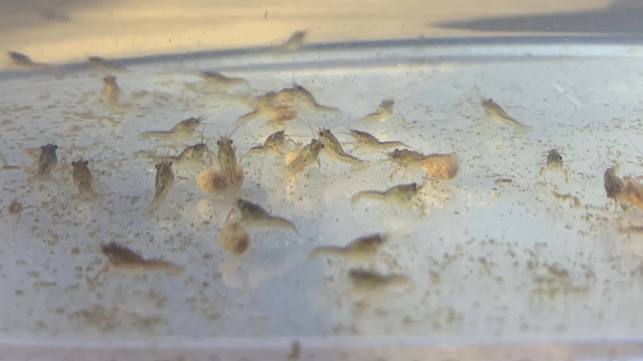 Baby Crayfish Feeding