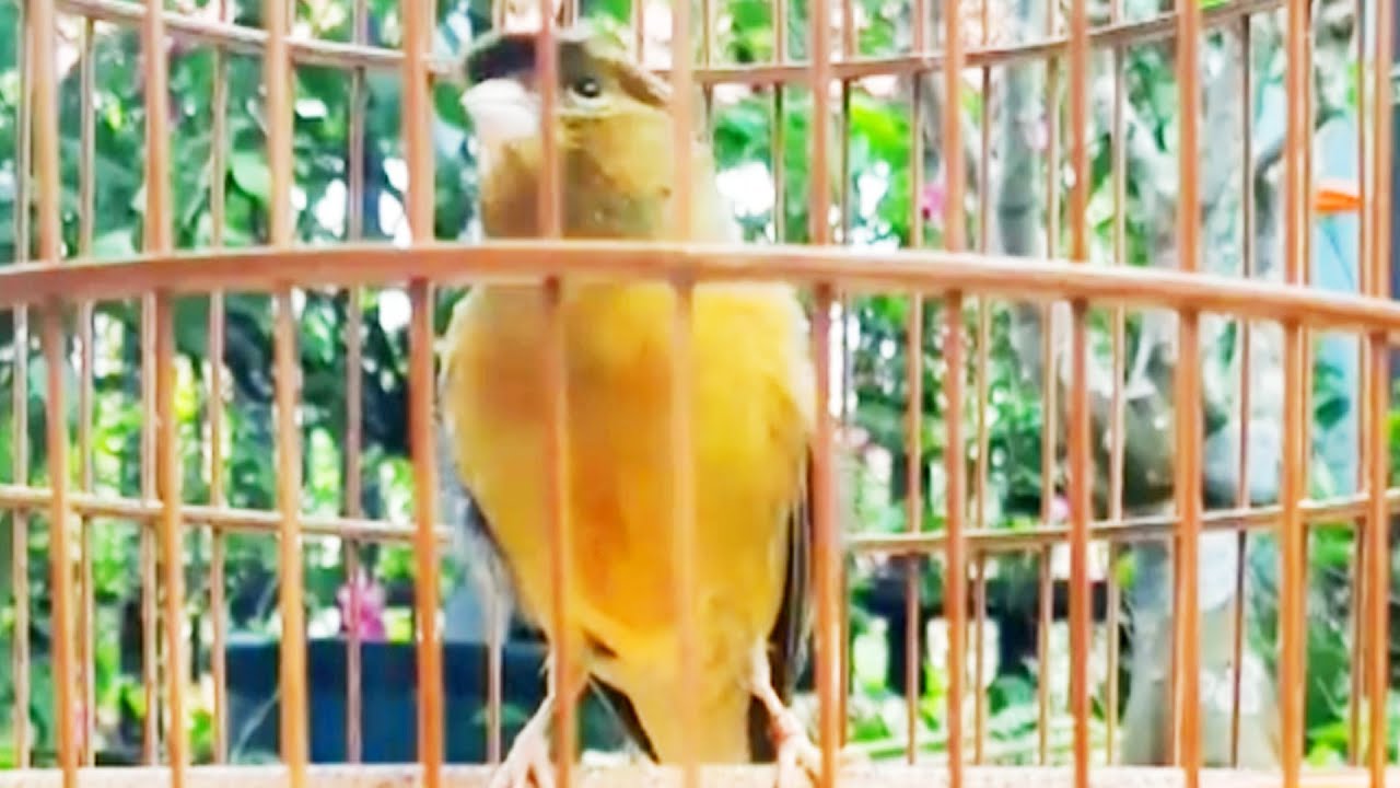 ✅ Tiếng Chim Timbrado Yến Hót Hay Nhất - Spanish Timbrado song for Training your canary - 1 hour