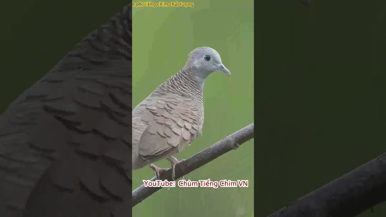 Tiếng chim cu vằn mini chuẩn nhất hiện nay #chimcanh  #birdsbirds #animal #birds #baychim #chaomao