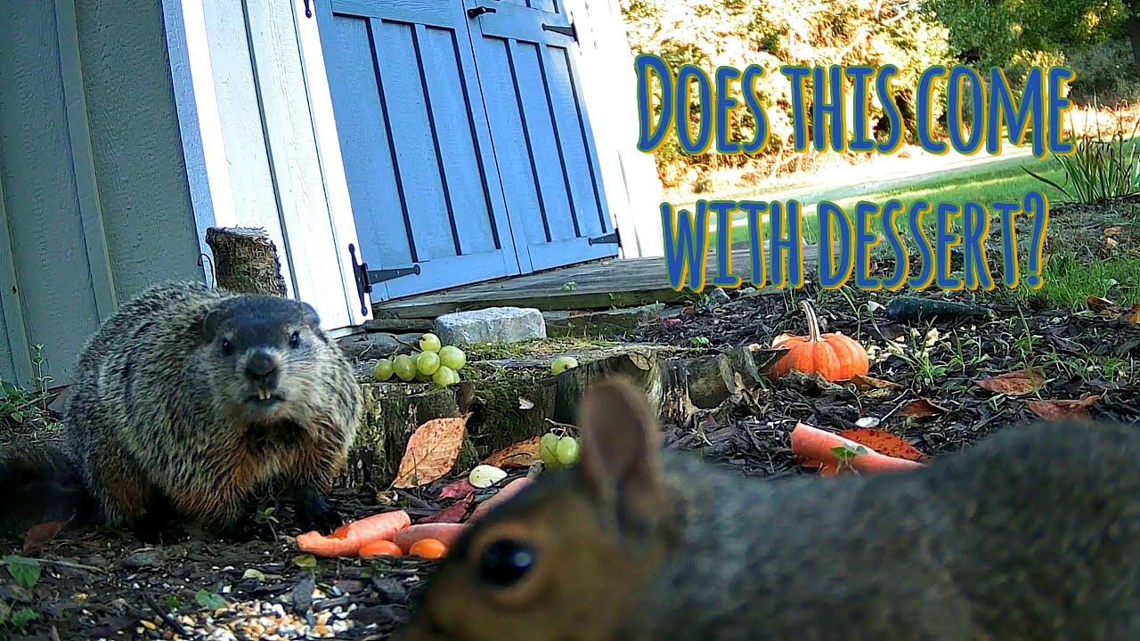 Barty the Groundhog and Sam Squirrel Snack Together