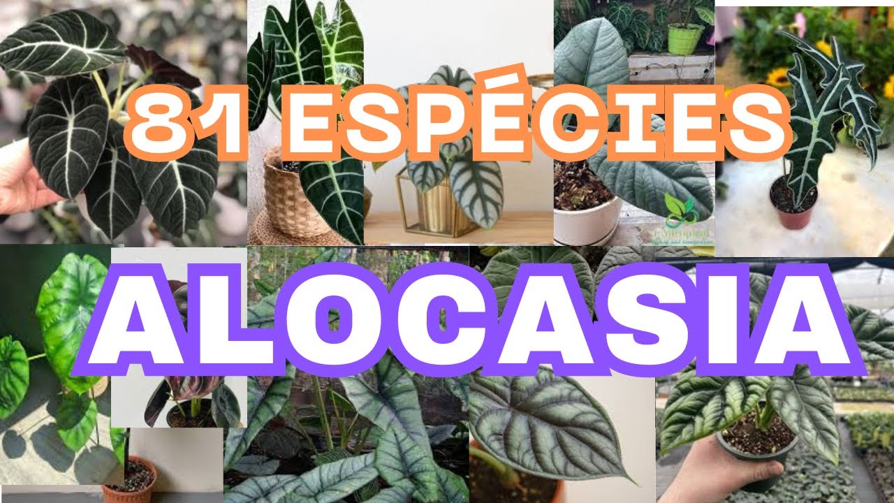 81 ESPÉCIES DE ALOCASIA | Planta & Decore