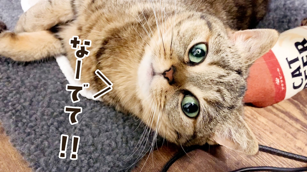上目づかいでなでなで要求してくる酔っぱらい猫が可愛い件について...！ #804【生後2年と187日目 スコティッシュフォールド】
