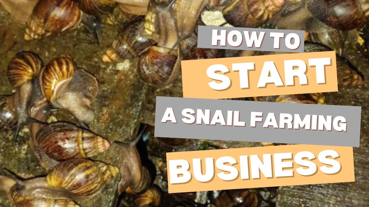 Understanding Snail Farming: For Beginners