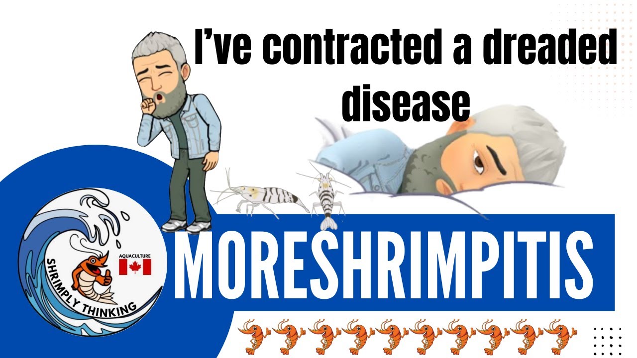 Moreshrimpitis   SD 480p