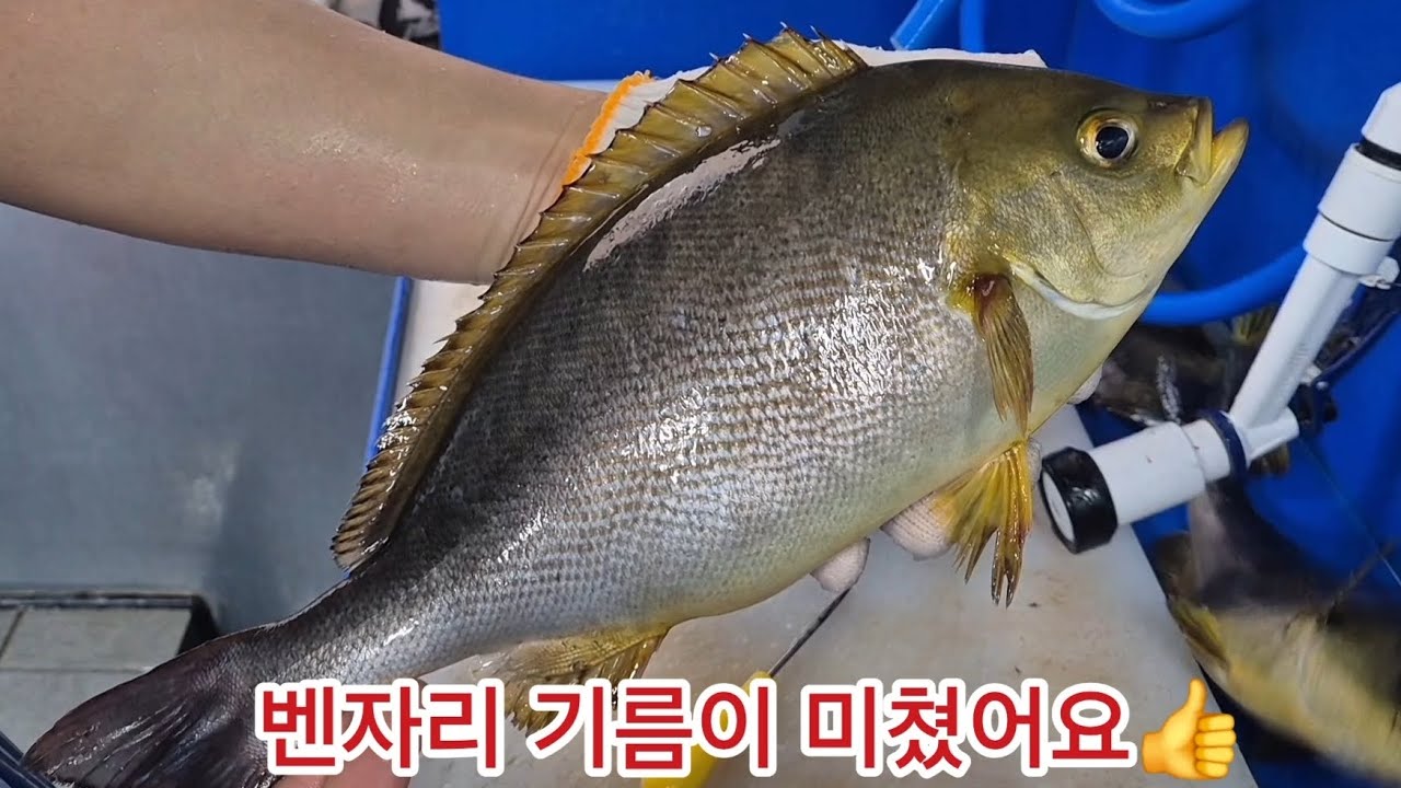 벤자리 기름에 대방어도 울고가겠네요~👍