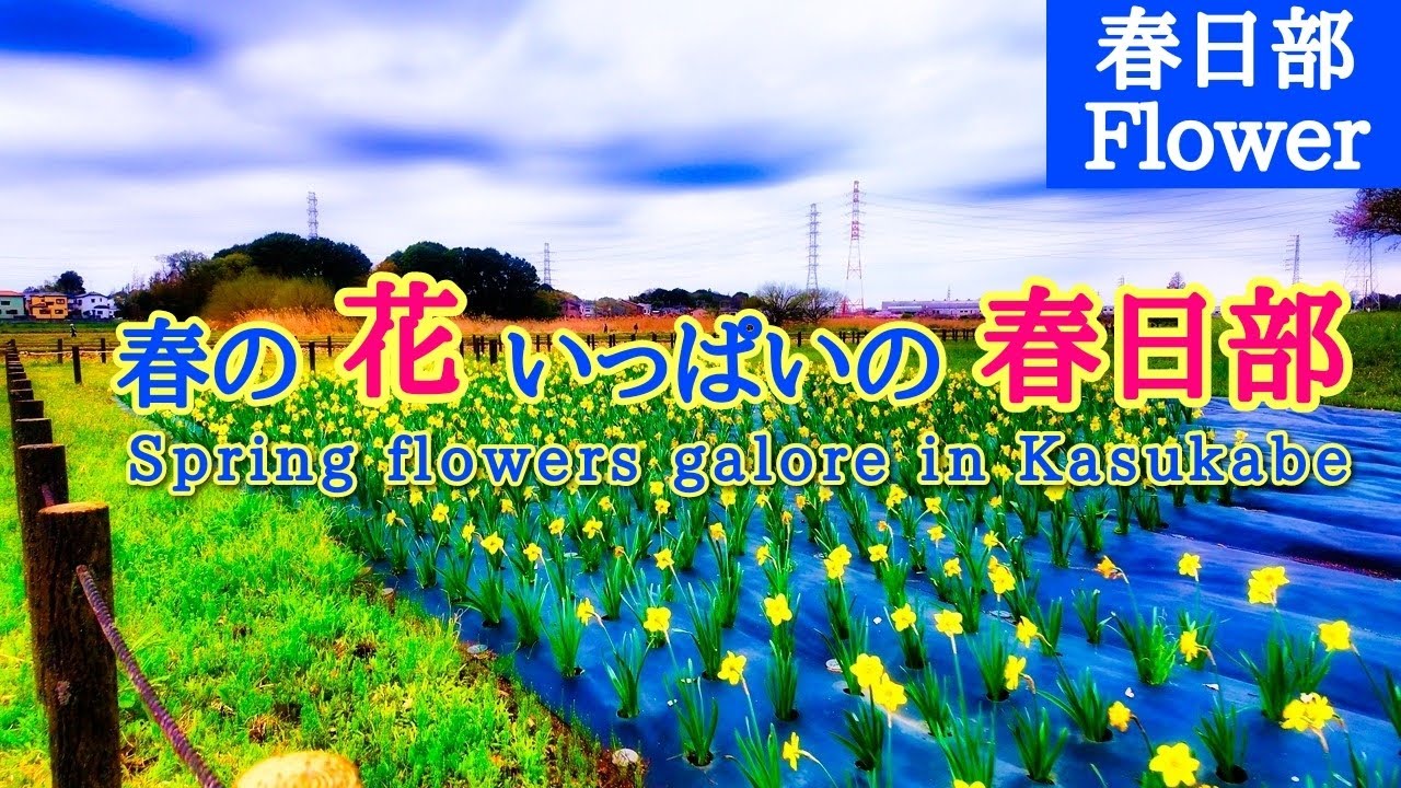 【春日部 2025春】花が咲き始めました🪻藤の花も咲きました(内牧 古利根川 風のテラス 牛島 隼人堀川 藤の花)japanese flowers kasukabe japan