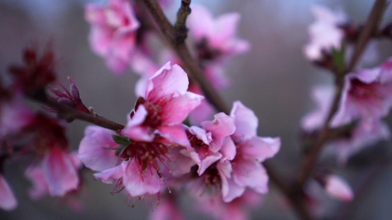 Pink Almond Blossoms - No Copyright Music