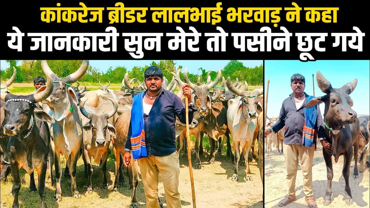 दुनिया की सबसे STRONG KANKREJ गाये ll