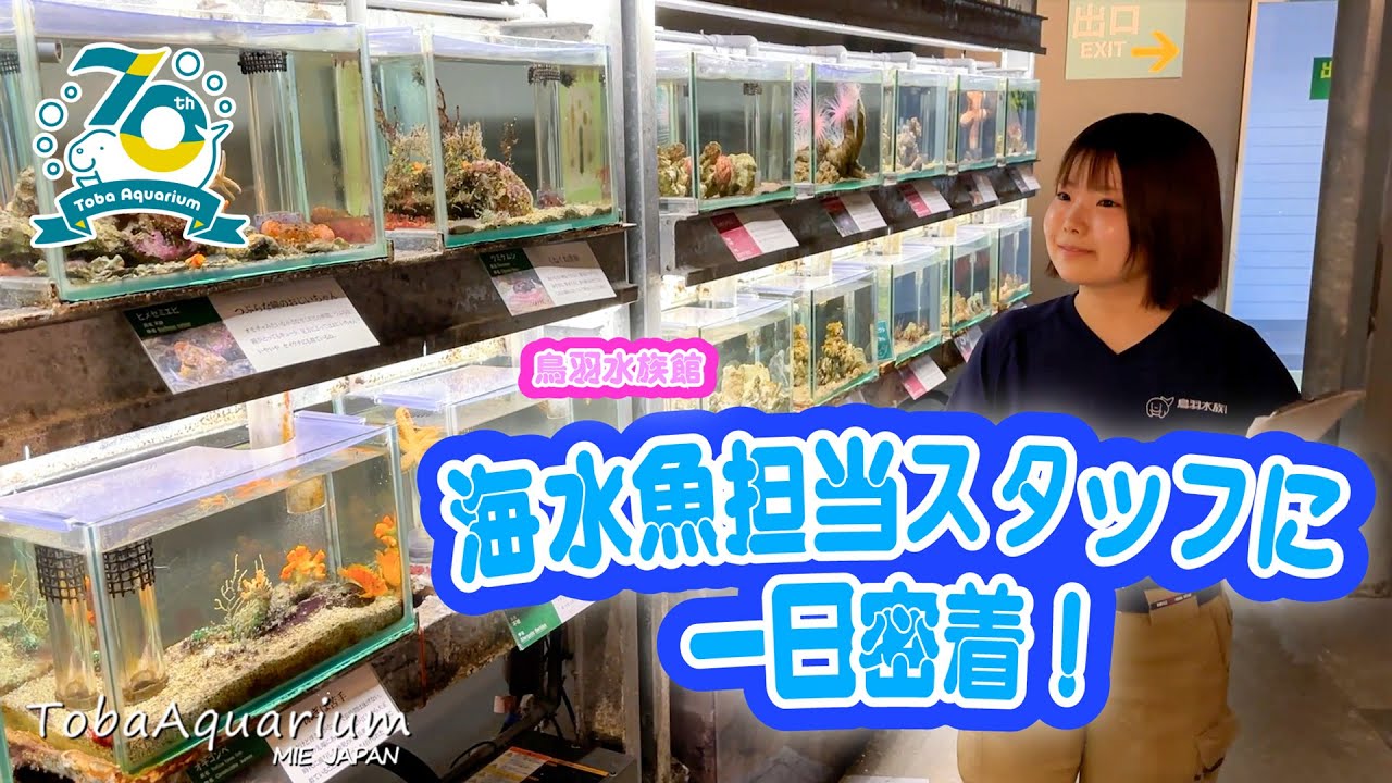 《鳥羽水族館 開館70周年記念動画》飼育係に1日密着！～近海魚チーム編～