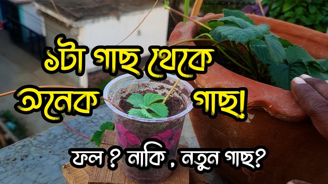 স্ট্রবেরি রানার থেকে নতুন গাছ বানানোর সহজ উপায় | বেশি ফল পেতে এই ভুল করবেন না