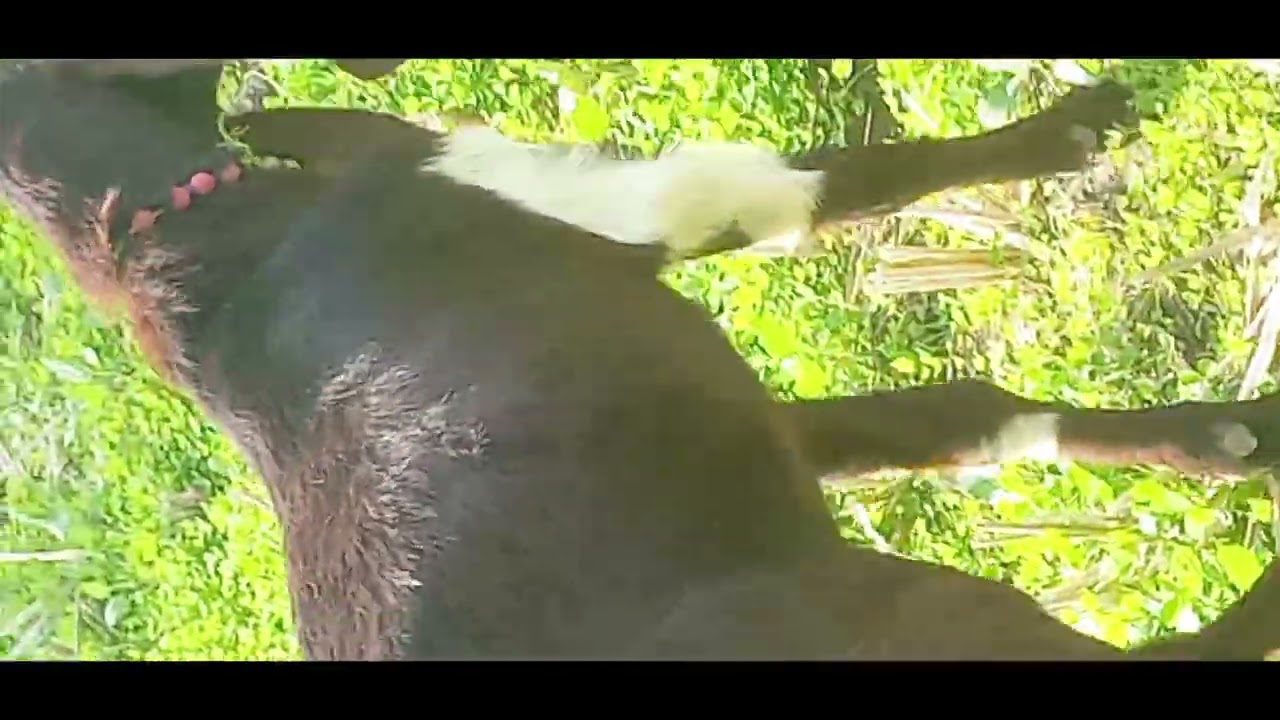 How to identify goats! fainting goats very funny compilation,
