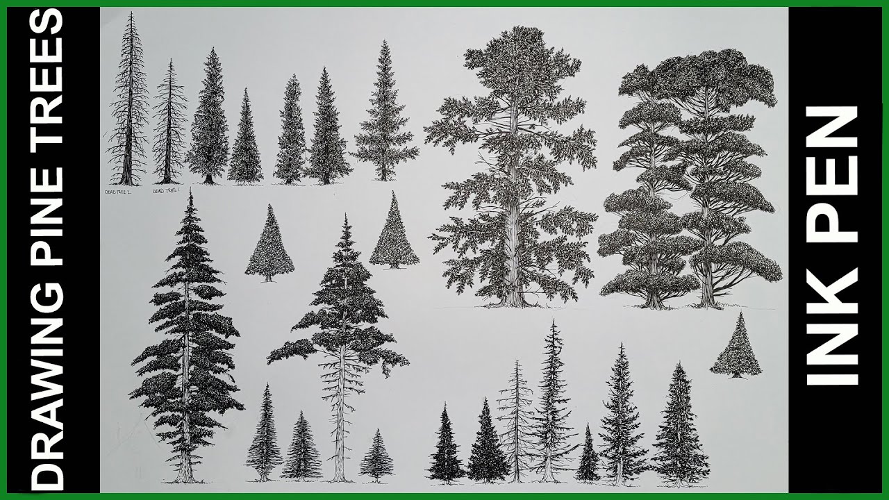 How to Draw Different types of Pine Trees in Ink