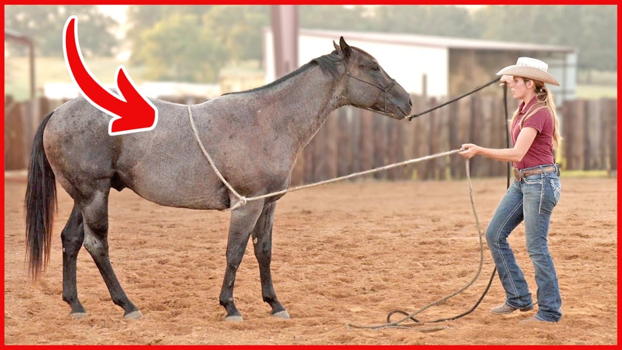 Preparing for the saddle | Colt Starting Series Part 3
