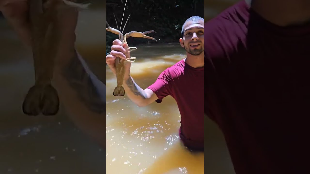 Pesca de camarones y bruquenas en Puerto Rico!  #pesca #pescasostenible #fishing