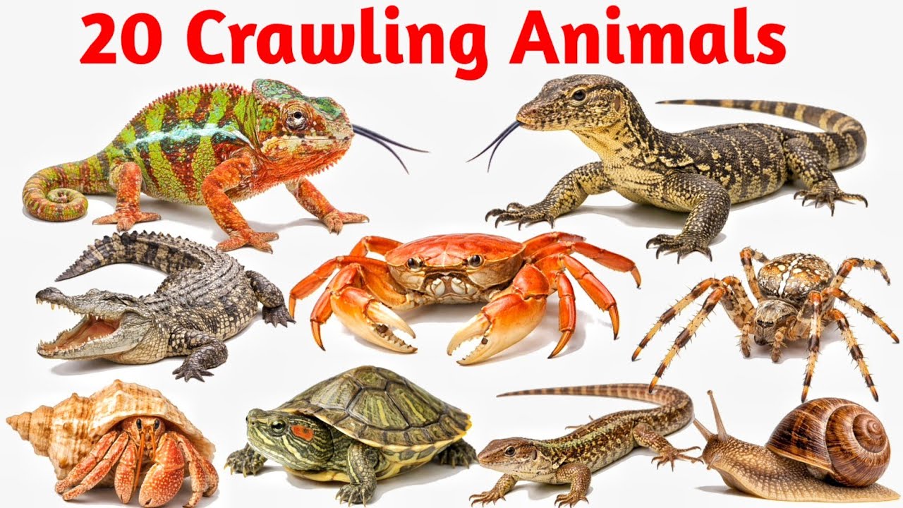 20 रहने वाले जानवर के नाम | 20 Crawling Animals Name in English with Hindi | Crawling Animals Name 