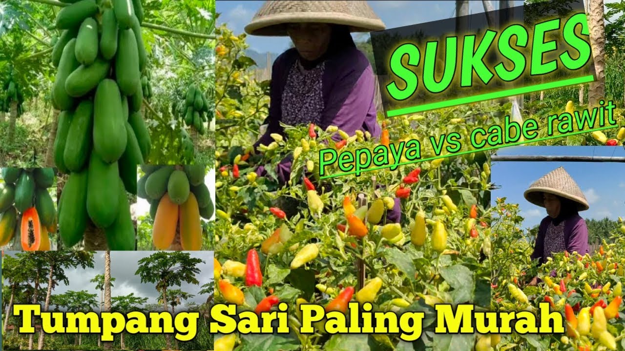Tumpang Sari Paling Jos Super Hemat PEPAYA VS CABE RAWIT