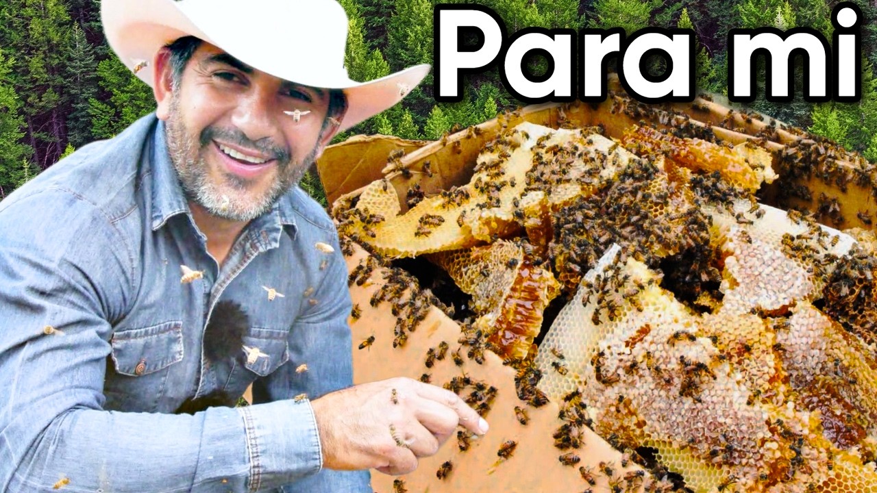 Cómo reubicar abejas #108