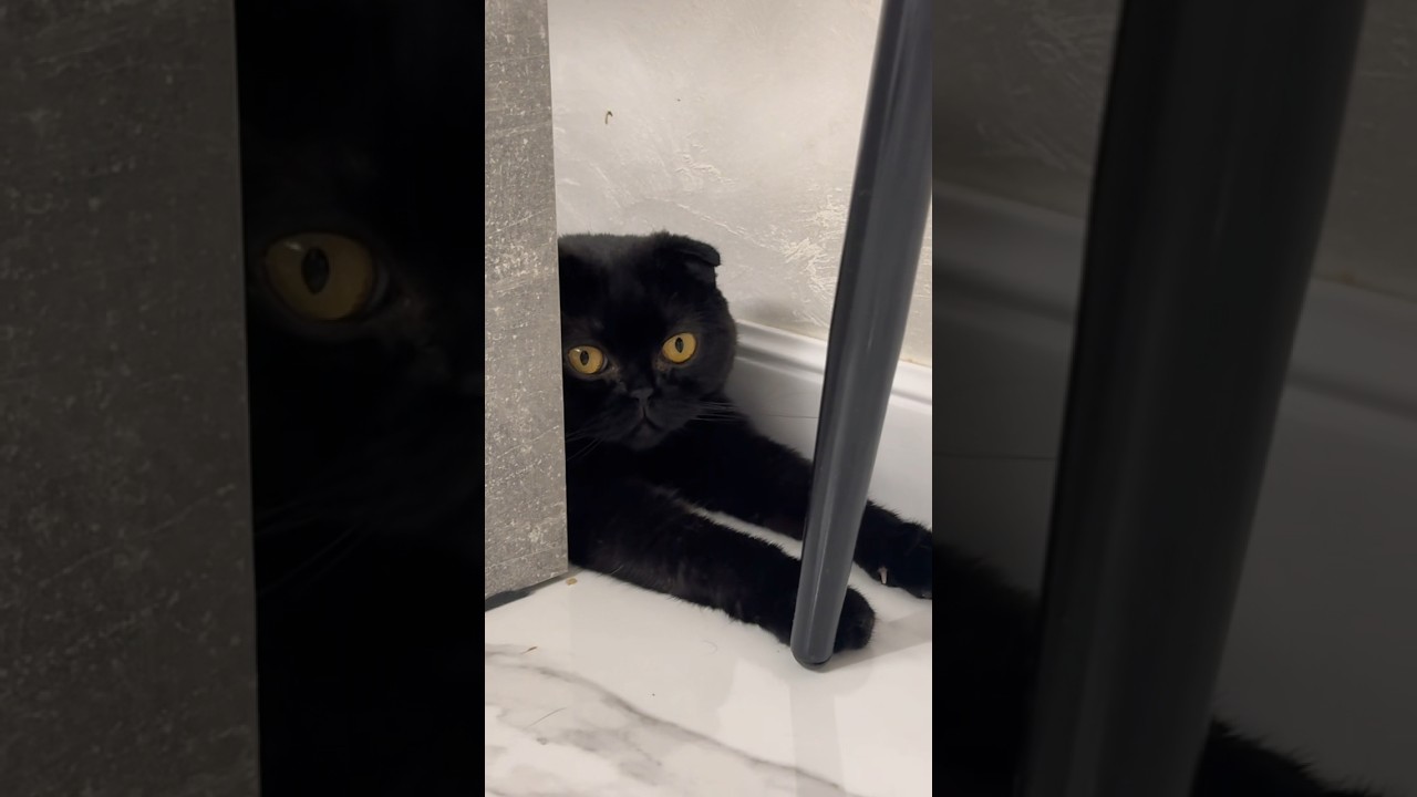 Про Лею 🐈&zwj;⬛
