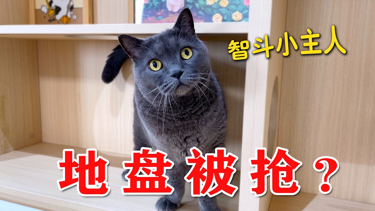 猫的地盘被霸占了，居然这样报复小主人...