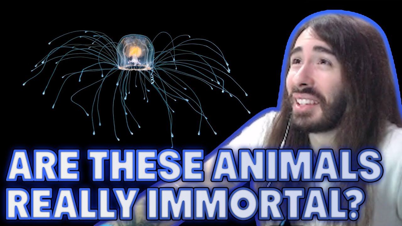 Are These Animals Actually Immortal? | MoistCr1tikal