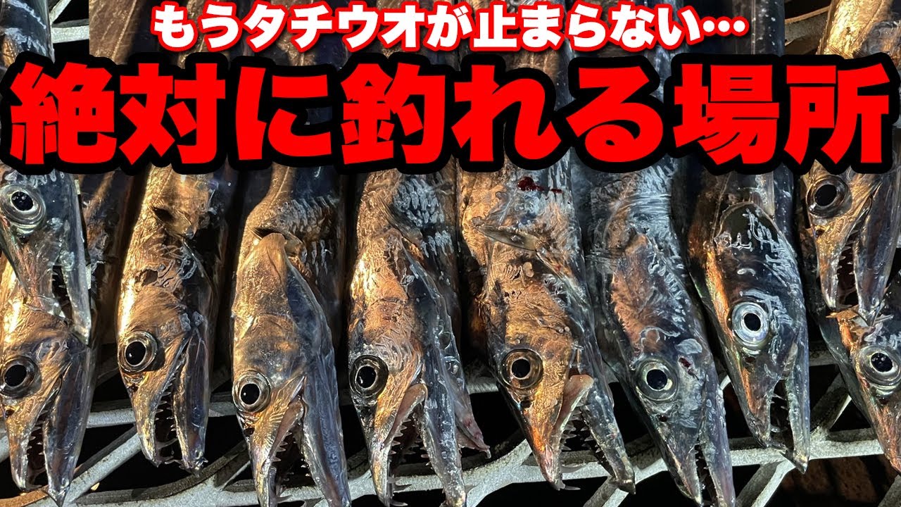 【驚愕】タチウオが100％釣れる場所。堤防から入れ食い状態です。