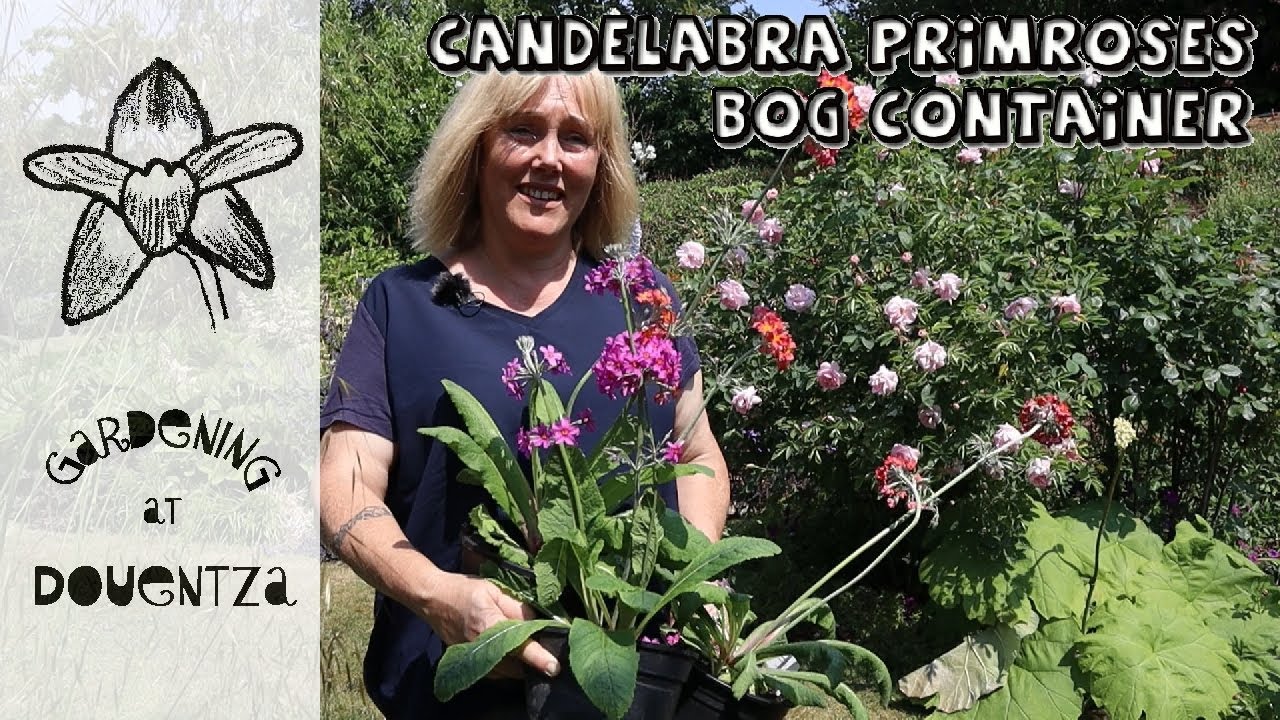 Candelabra Primroses || Making a Bog Container for Growing them