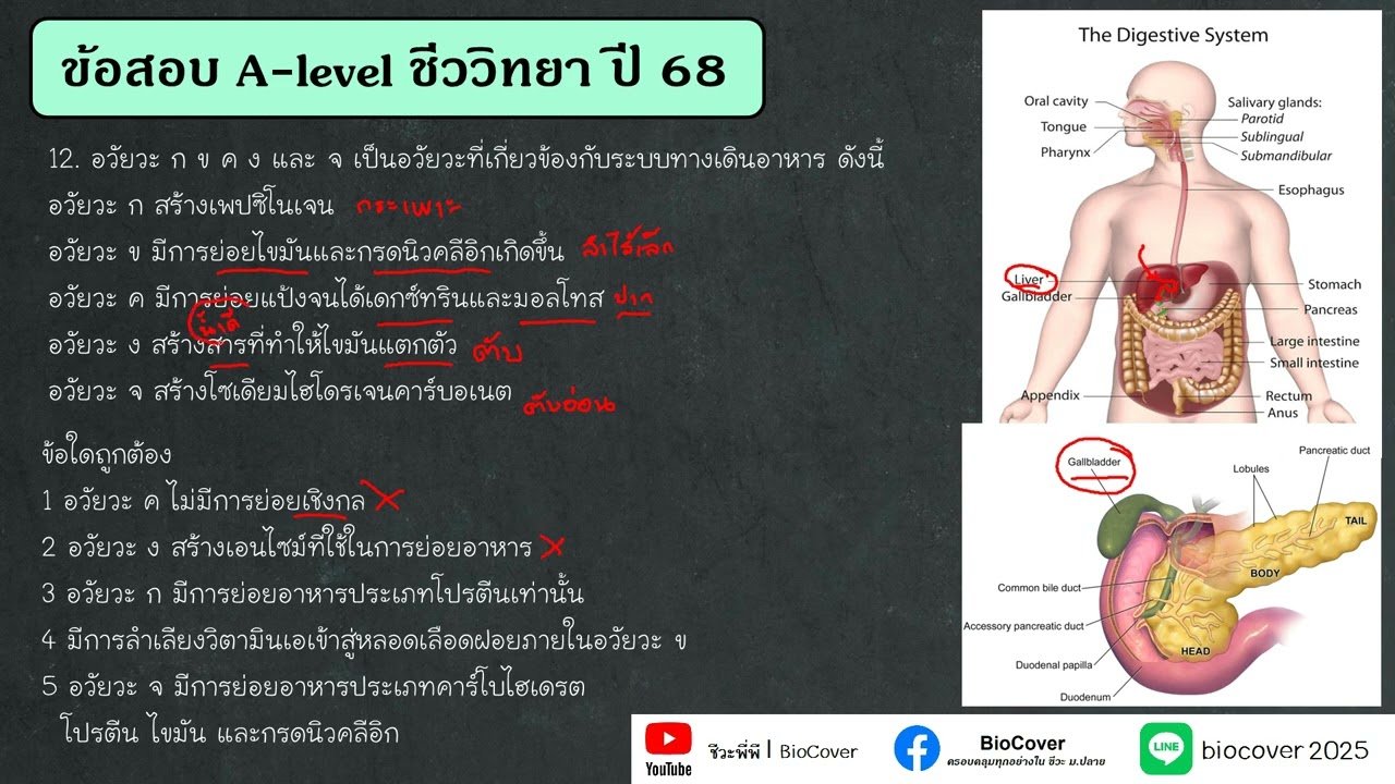 เฉลยข้อสอบ A-level ปี 68 ข้อ 12 : การย่อยอาหาร