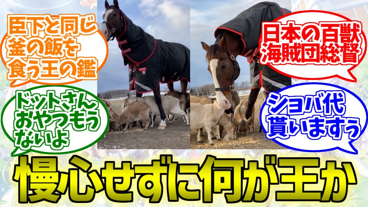 百獣の王ドットさん、臣下を見守るはずがおやつの横取りを虎視眈々と企てるに対するみんなの反応集【ウマ娘プリティーダービー】
