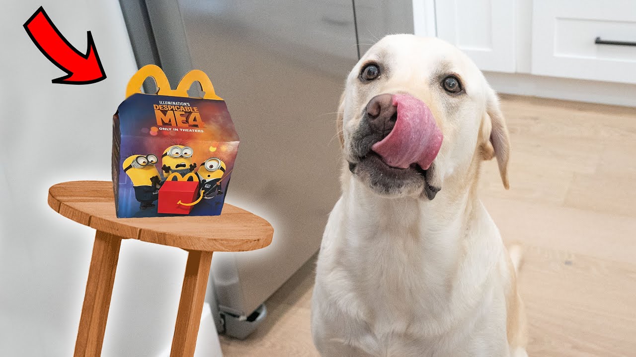 Удивляем лабрадора с помощью Happy Meal из «Гадкий Я»!