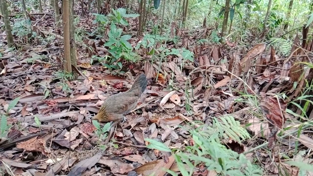 bẫy gà rừng miền bắc 28/11/2024                8