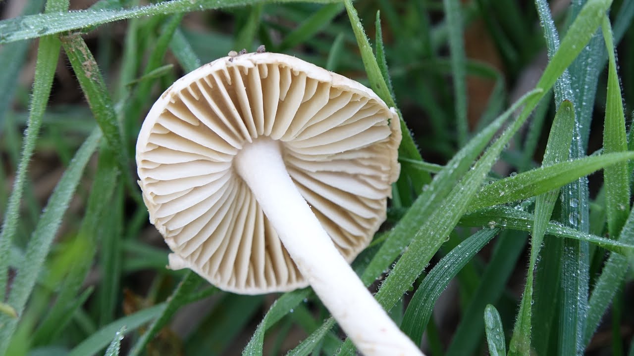Senderuela - Marasmius oreades | Setas de prados que nacen en corros