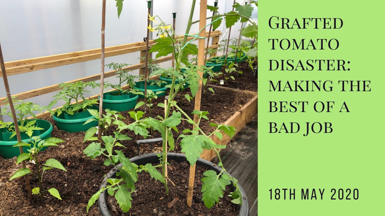 Grafted tomato disaster: making the best of a bad job