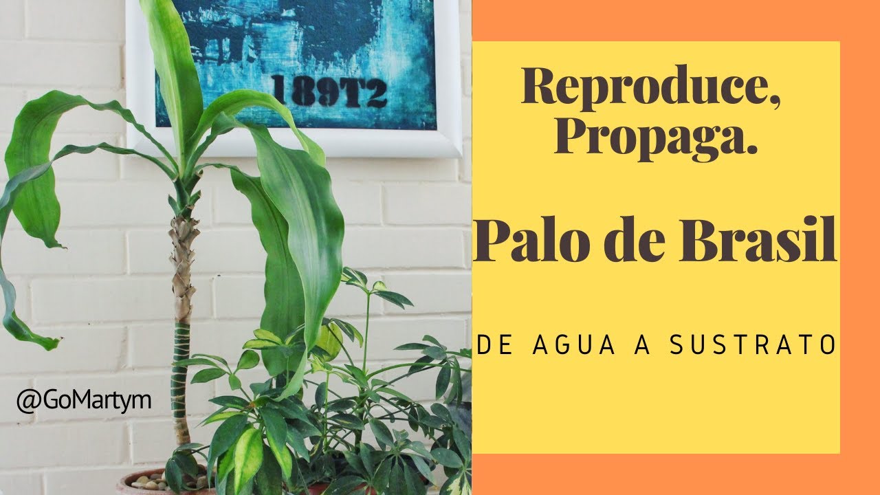 Reproducción del Palo de Brasil - Como llevarlo de agua a un sustrato