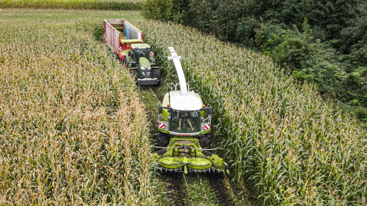 KUKURYDZA 2025 | POTĘŻNE ODWOZY! 4x FENDT & CLAAS JAGUAR | GR Dzwonkowscy