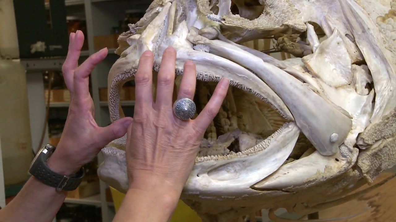 Inside the Collections: Ichthyology at AMNH