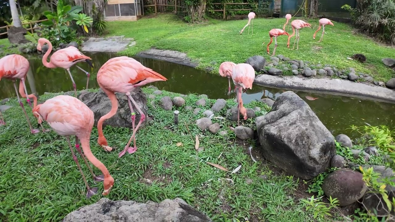 Guadeloupe Botanical Garden in 4K: Explore the Tropical Paradise of Exotic Plants