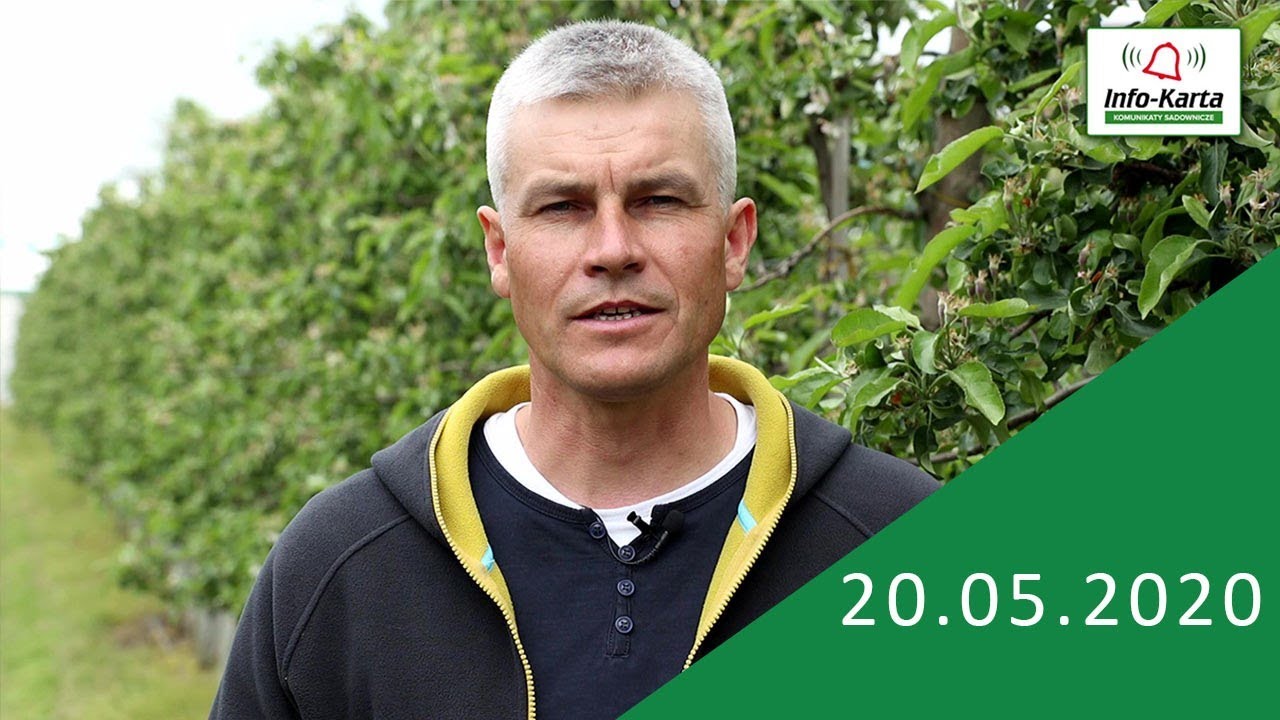 Jabłonie - wzrost zawiązków, zalecenia ochrony i nawożenia - komunikat sadowniczy Agrosimex