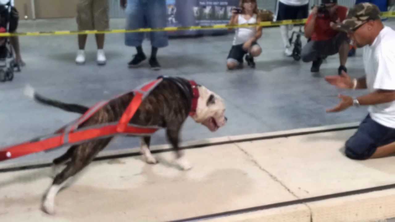 ABKC Weight Pull 2012