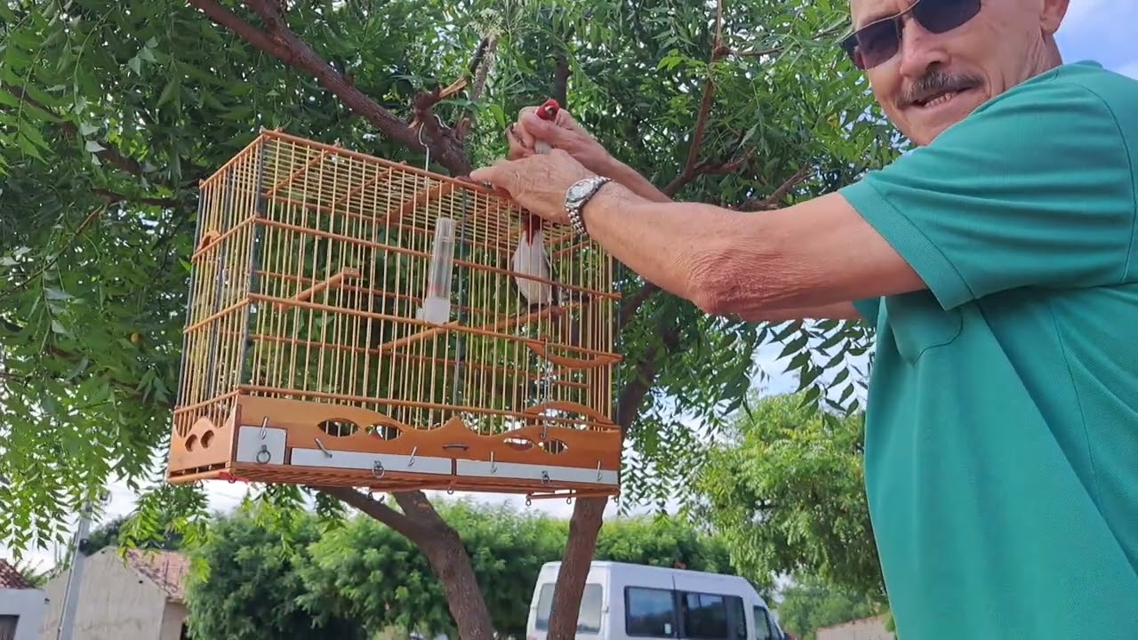 Galo. Sem. Nome. Na pegada
