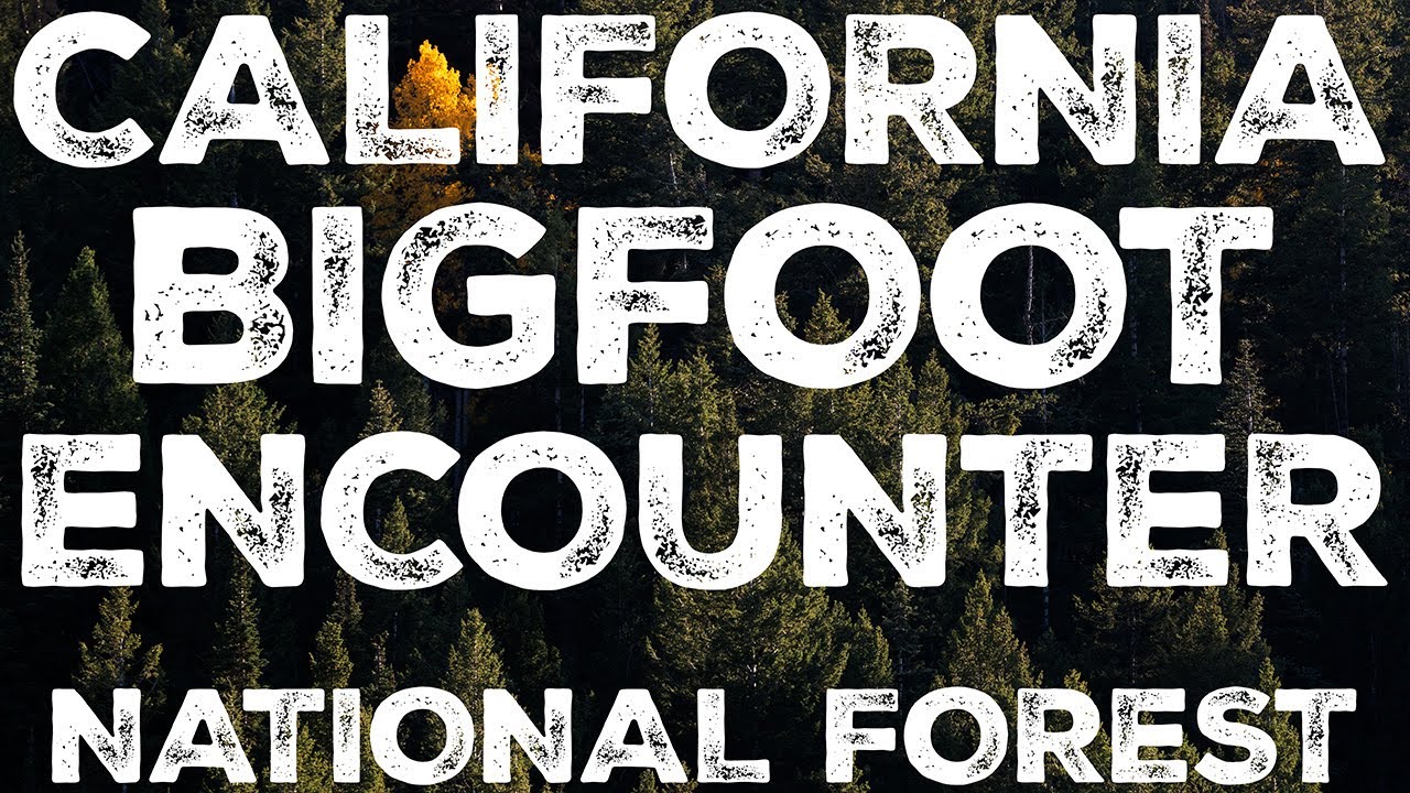 ANOTHER BIGFOOT ENCOUNTER FROM CALIFORNIA | THE CREATURE MOVED LIKE A SHADOW IN THE MOON-LIT NIGHT!