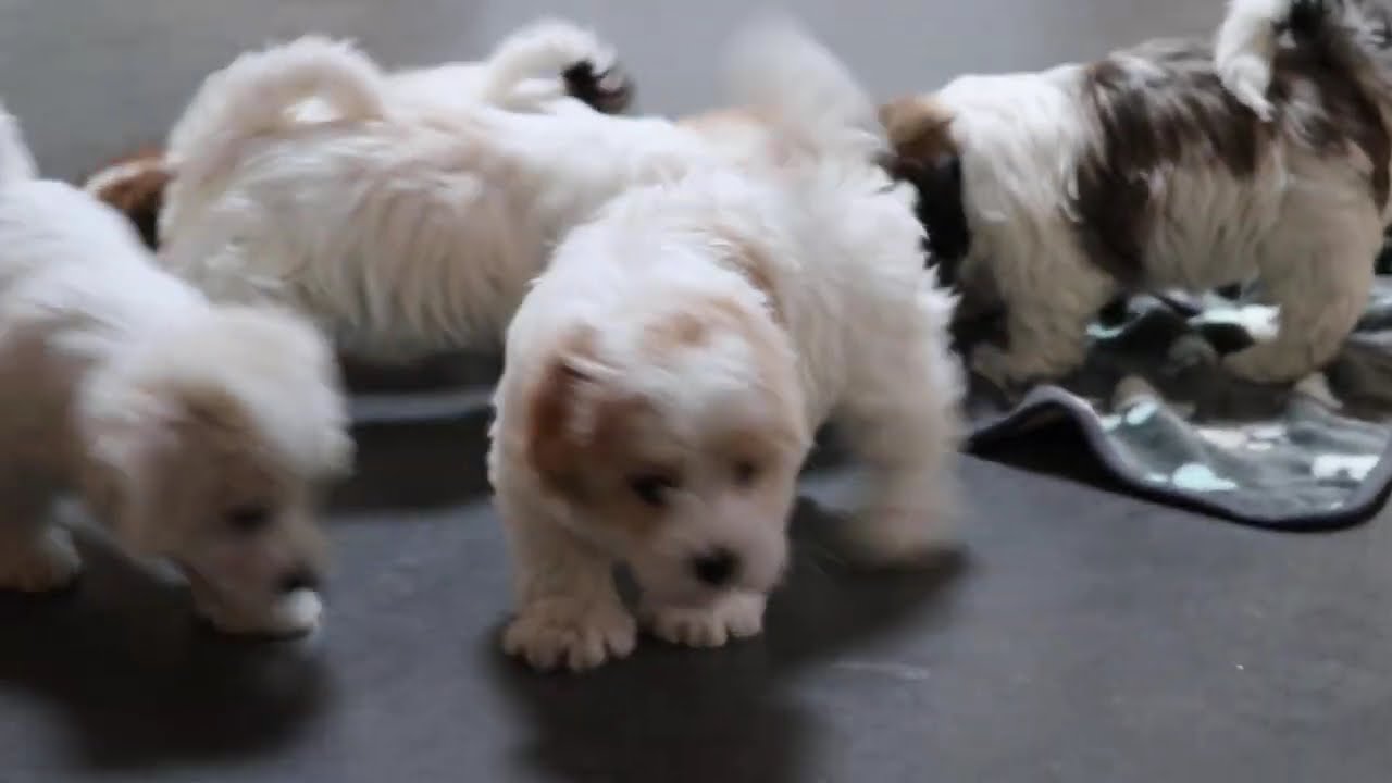 Havanese Puppies For Sale