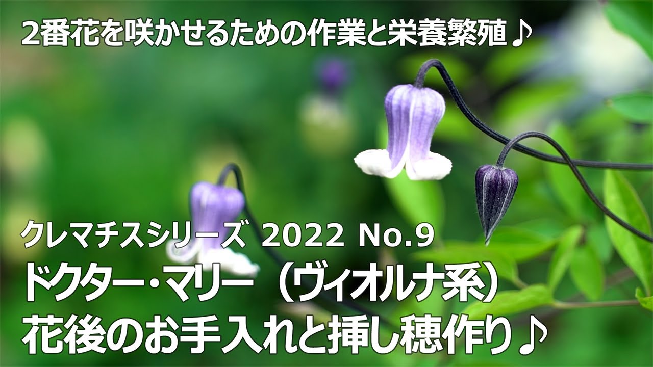 【クレマチスシリーズ2022　No.9】～ドクター・マリー（ヴィオルナ系） 1番花剪定・お礼肥・挿し穂作り～