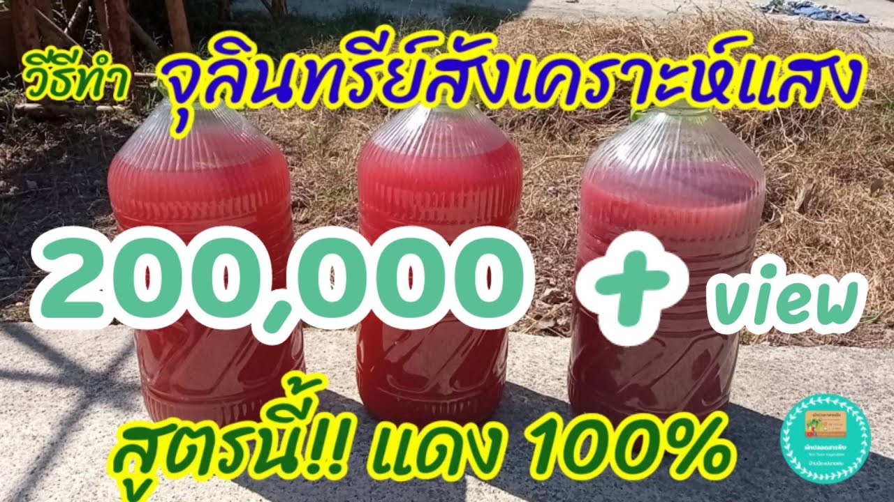 วิธีทำจุลินทรีย์สังเคราะห์แสง สูตรนี้!! แดง 100% เผยเคล็ดลับในคลิป | ผักปลอดสารพิษบ้านน้องปลายฝน
